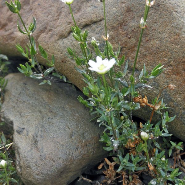 Stellaria longipes Svalbard Longyearbyen 2014 4 A.Elven a